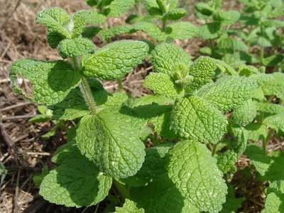 Dementholised mint by Namashram Industries