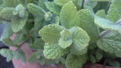 Dried Mint Leafs by Sokshi Enterprises