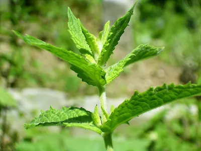 Organic Stevia Leaves Powder