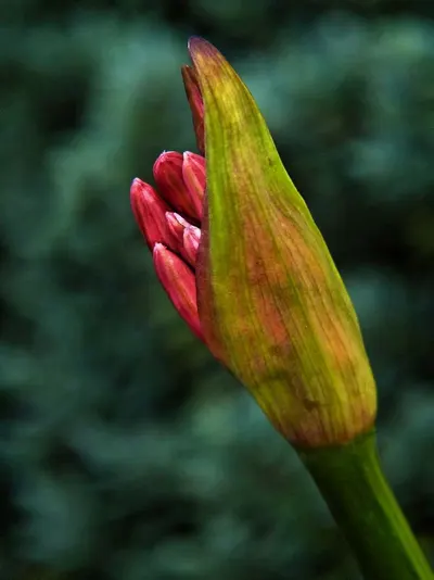 Cocoa Powder Tulip by Mete
