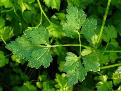 Coriander by Namaa Agro- Trading