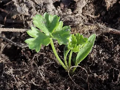 Geranium Egypt ( Pelargonium Graveolens)