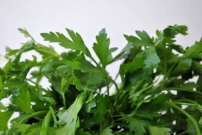 Parsley by Mayon Paper Bags