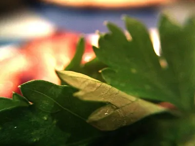 Senna Leaves
