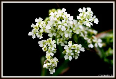 Alyssum Seeds (organic)