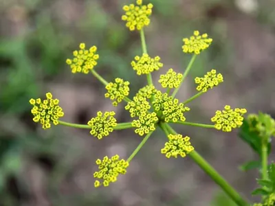 Thespesia Populnea by RAS N JAS