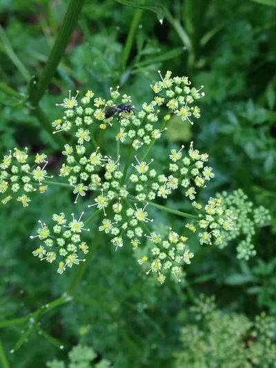 Coriander ( Coriandrum Sativum)