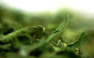 Dry Stevia Rebaudiana Leaves