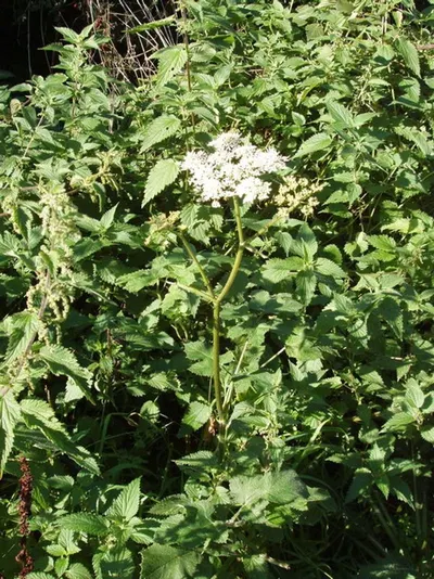 Persian Hogweed (conventional)