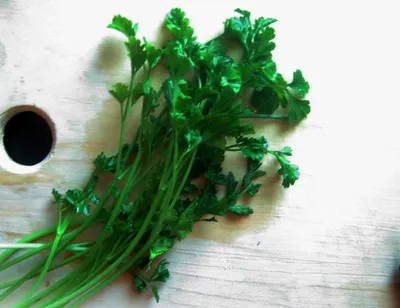 Coriander by Dhruv Export