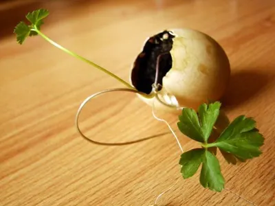Brandneo Kohlrabi Chip