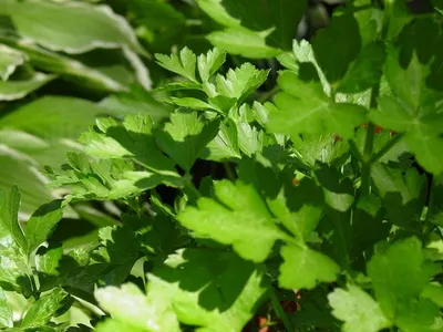 KK Suryani's Parsley Parsley by Mayon Paper Bags
