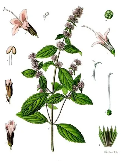Scutellaria Extract