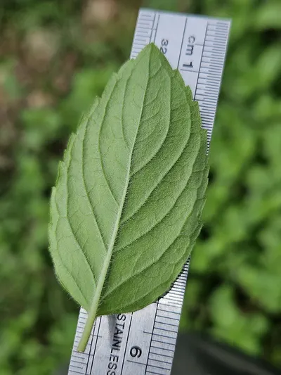 Leaf Wetness Sensor