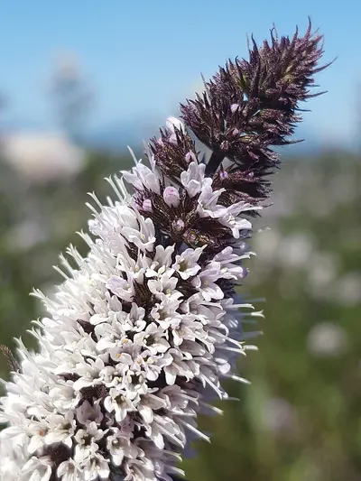 Milk Thistle