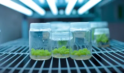 Algae photo-bioreactors
