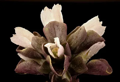 Artichoke