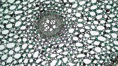 Amorphous C core
