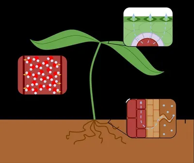 Tissue culture bamboo plants