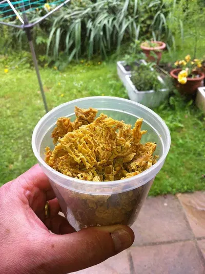 Dried Calendula