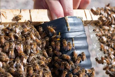 Stingless Bee Honey