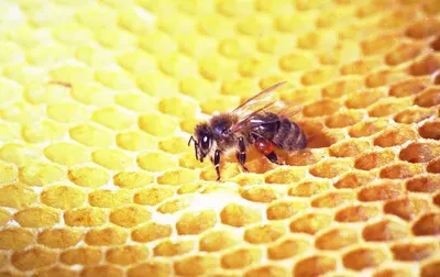 Honey With Bee Pollen