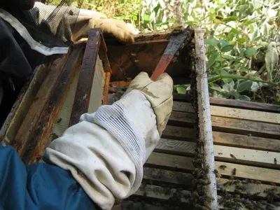 Beehive Frame Cleaning Paint Wood Handle by Henan Super-sweet Biotechnology Co., Ltd