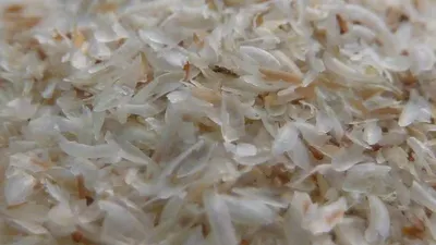 Broken Rice