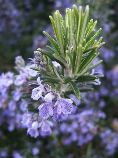 Rosemary by Pisum Food Services Pvt Ltd