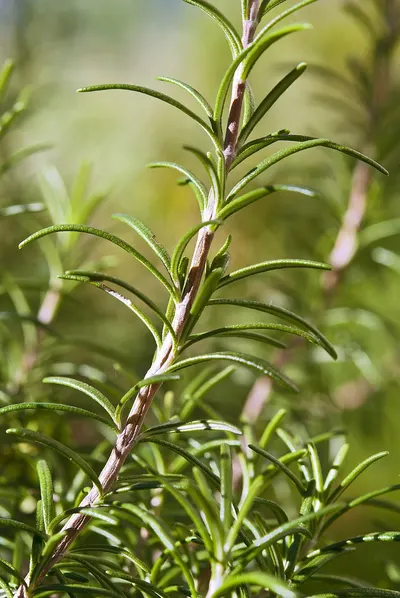 Organic Rosemary by PT Citra Rencana Cemerlang