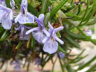 Rosemary by Rajbindu Gigawatt Private Limited