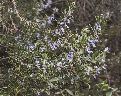Indigo Powder/Indigofera tinctoria