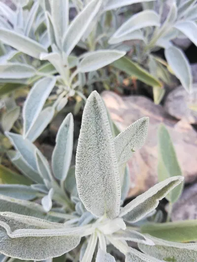 Himalayan Frost