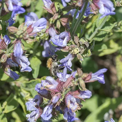 Sage by Aljawhara Herbs & Spices