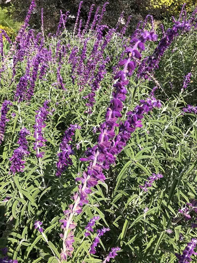 Willowherb Dry Extract 4:1