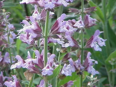 Fireweed Herbal Extract
