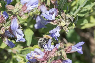 Sage by Organic Herbs