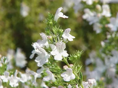 Bimtel bush