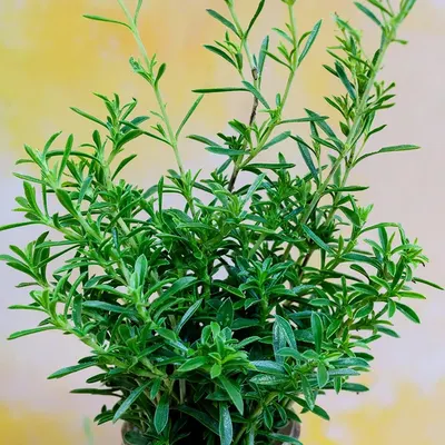 Organic Artemisia Arborscens by Lubanchem Limited