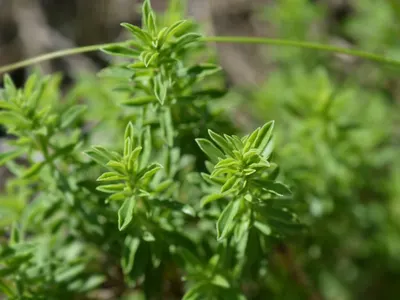 Picralima Nitida by SPEARSON LIMITED