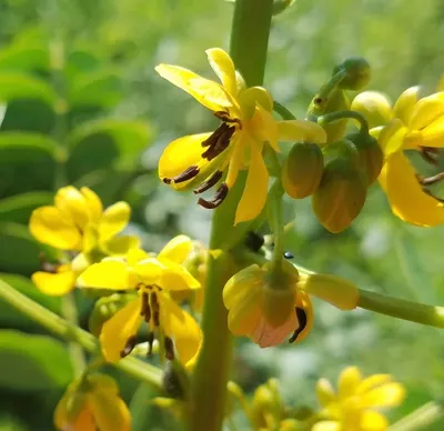 Wild Sea-Mustard (Undaria Pinnatifida)