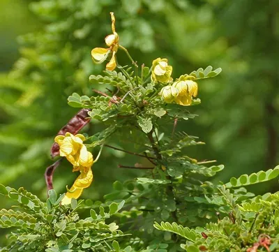 Seed Gataran Caesalpinia Crista by Neeraj Traders