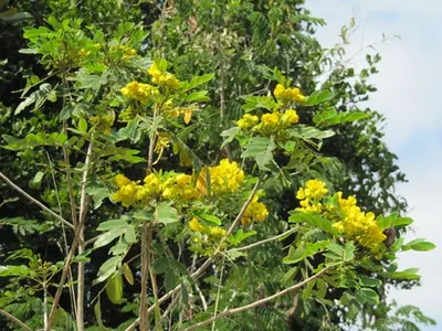 Split cassia Good