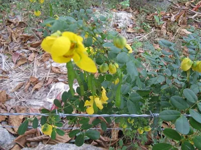 Silverweed Herb/Potentilla anserina by Herbex Trade Group
