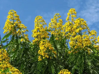 Golden Rod (Solidago) by Ss traders