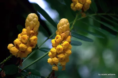 Yellow Sesbania Flowers (Dok Sanoh) by S.f.m. International Trading Co., Ltd.