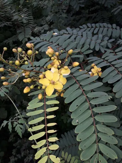 Acacia (Acacia magnium) by Maeco-Maexpo