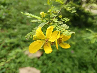 Tribulus terrestris