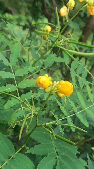 Solanum Procumbens