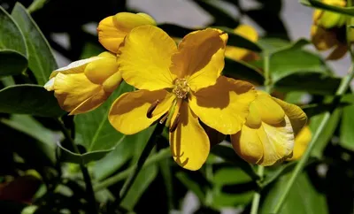 Hypericum